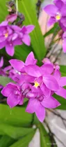 Comprar Orquídeas Naturales