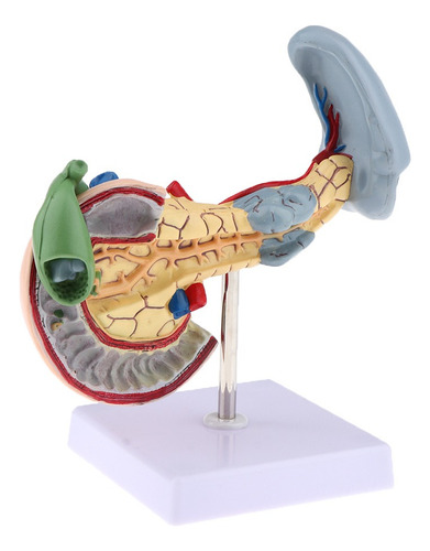 1 Páncreas Humano Anatómico Vesícula Bazo Duodeno Biliar