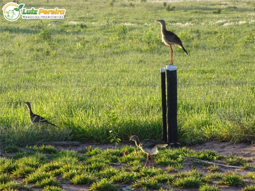 Imagem 9 de 15 de Fazenda À Venda Em Ribas Do Rio Pardo - Ms - 110 Hectares (pecuária) - 2122