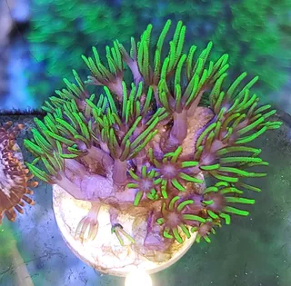 Coral Vivo Polipo Estrella Glow