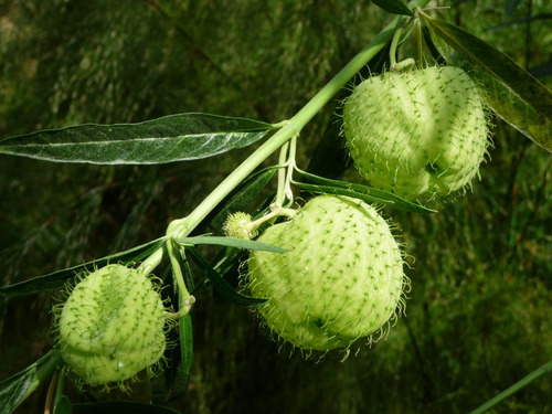 Imagem 4 de 10 de Sementes De Planta Balão - Saco De Velho - Asclepias Flor