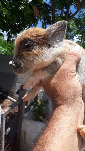 Mini Pig Micro Porco