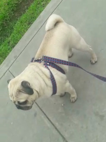 Imagen 2 de 4 de Pug Servicio De Monta 978548738