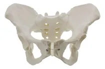 Comprar Modelo De Pelvis Femenina De Tamaño Natural, Modelo De Cader