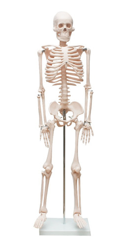 Esqueleto Humano De 85 Cm Com Suporte