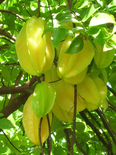 Sobre Para Sembrar 15 Plantas Arbol Fruta Exotica Carambola