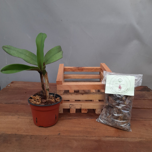 Planta, Combo Orquídea + Cajoncito De Madera + Sustrato.