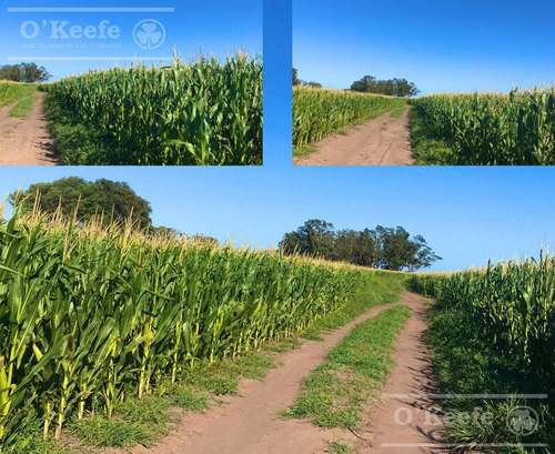 Campo En Venta 470 Has En Maipu. Unidad Ganadera Con Mejoras.