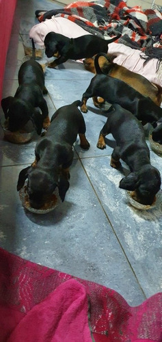 Imagen 3 de 4 de Cachorros Salchichas Puros