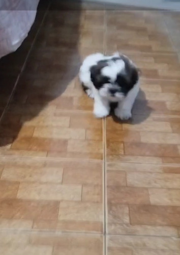 Vendo Cachorto Shiz Tzu Macho Com 40 Dias Ainda Nso Tomou A