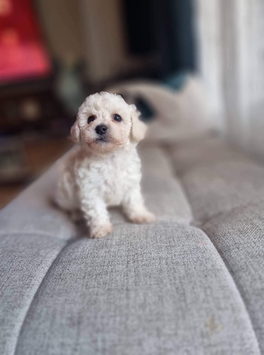 Poodle Minitoy
