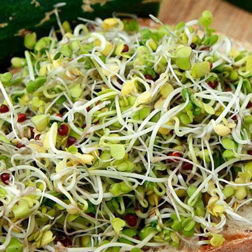 Mezcla De Semillas Germinables De Brócoli, Rábano Y Alfalfa