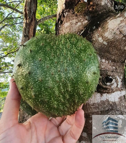 Imagem 18 de 27 de Chácara Com 8ha A Venda Em Guarabira, Paraíba