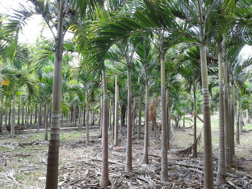 Palma Real, Roystonea Regia