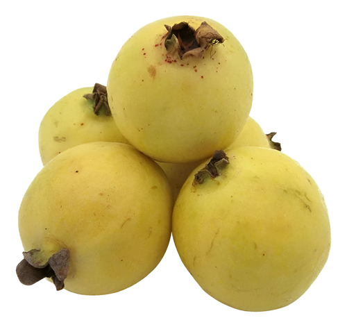 Semillas De Guayaba Calvillo 1,500 Unidades Sin Quimicos (Usado)