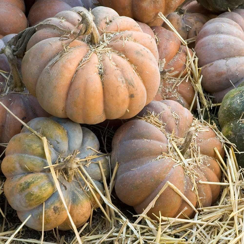 20 Semillas Calabaza Moscada De Provenza Dulce Empanadas