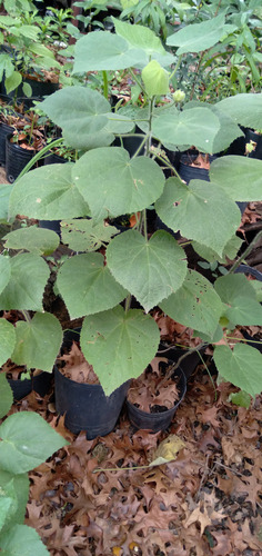 Malvavisco Grande-abutilon Grandifolium-malva De Monte Amarillo