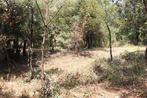 Imagen 8 de 10 de Gran Terreno En Paraje Tetecuintla, Huitzilac, Morelos.