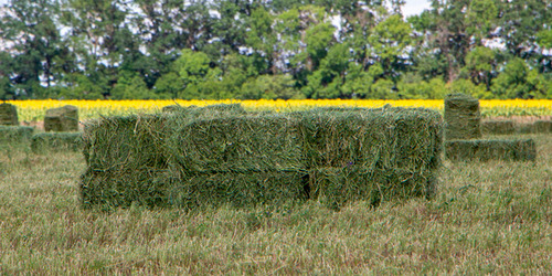 Paca De Alfalfa Grande Alta Calidad