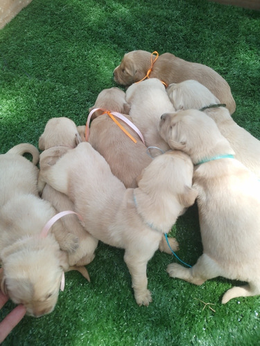 Imagen 6 de 7 de Cachorros Golden Prontos A Entregar En Diciembre! Reserva Ya