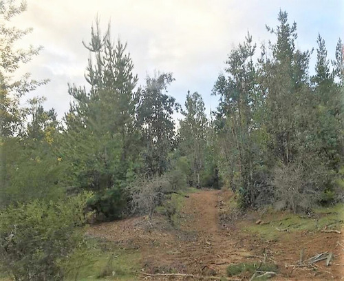 Cauquenes Viñas Y Forestal, 2 Tranques (70047)