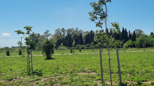 Venta Terreno Longchamps - Lote Barrio La Arbolada