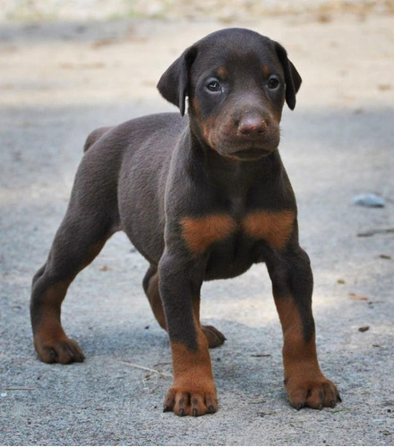 Doberman Cachorros