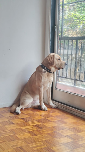 Buscamos Novia Labradora Para Perro Labrador Americano