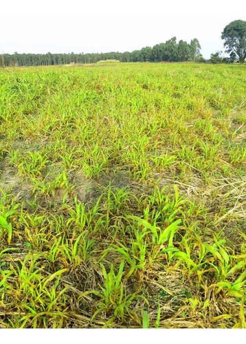 En Venta Campo En Cuidad De Ecilda