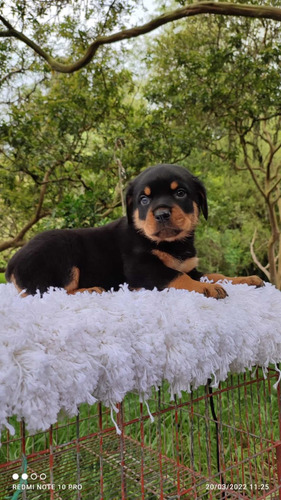 Rotweiler Cachorros Precio Especial Mascotas Rionegro