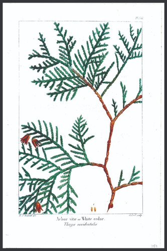 Imagem 8 de 10 de 5 Pôsters Cartaz Folhagem Natureza Flor P/emoldurar 20x30cm