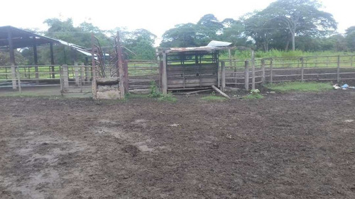 Imagen 5 de 11 de Finca De 600 Has En Arismendi Con Pozos De Agua Y Electricidad 110/220