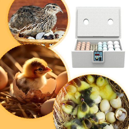 Incubadoras Para Chocar Incubadora Para De Pato Controlo Int