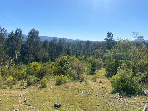 Bosque Con Manejo Cauquenes Inversión (63196)