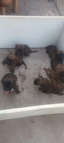 Cachorros Boxer Atigrados 