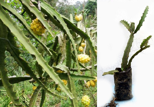 Pitahaya Amarilla Pitaya Planta Fruta De Dragon Ecuador