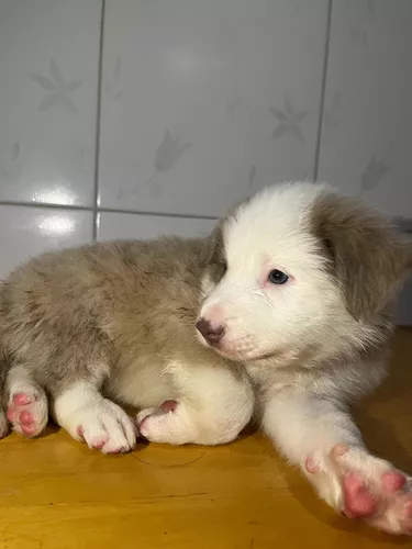 Linda ninhada de Border Collie Blue Merle tricolor