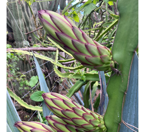 3 Esquejes De Pitahaya Hylocereus Ocamponis (color Púrpura)