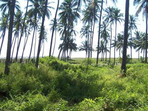 Terreno En Venta En Barra De Pichy