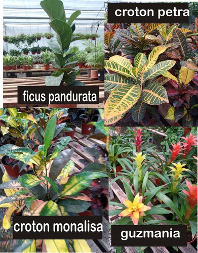 Imagen 5 de 10 de Combo 4 Plantas Para Interior - Entrega Caba Y Gba