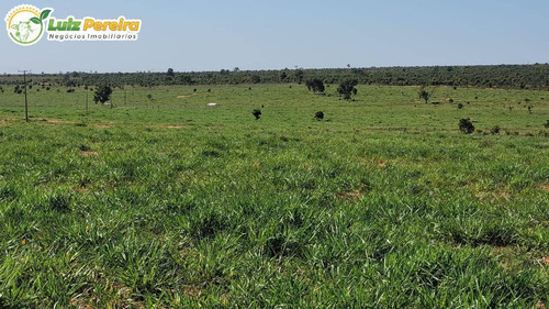 Imagem 3 de 15 de Fazenda À Venda Em Ribas Do Rio Pardo - Ms - 110 Hectares (pecuária) - 2122