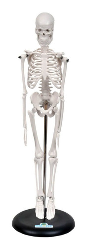Esqueleto Humano 45cm C/ Suporte Anatomia Humana Ana Bely