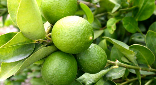 Limón Criollo Enano Para Maceta