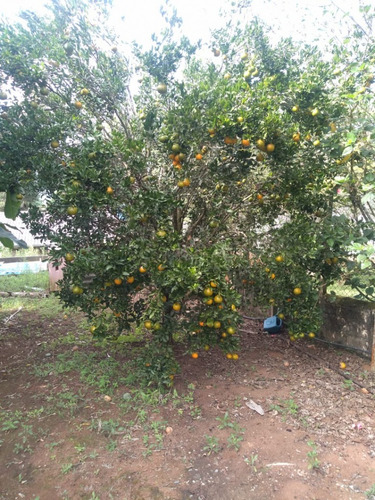 Imagem 17 de 20 de Chacara Em Ibiuna Cod: 1350