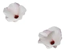 Comprar Pavonia Hastata-malva Rosa-planta Nativa
