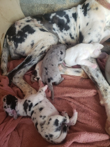 Imagem 4 de 4 de Filhotes Dog Alemão