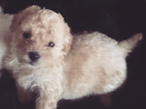 Caniche Hembra Beige/negra/nude .divino,los Más Diminutos!!!