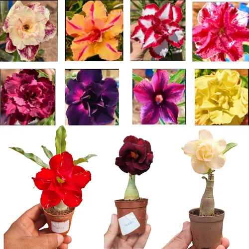 comprar Rosa Do Deserto 3 Mudas Enxertadas Identificadas Florescem