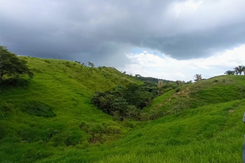 Imagen 18 de 30 de Vendo Finca En Tocuyito Vía Cachinche ( Dt )