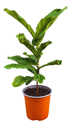Ficus Lyrata, 60cm. Con Macetero De Transplante.